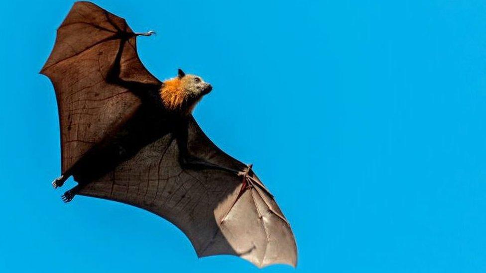 Bat flying