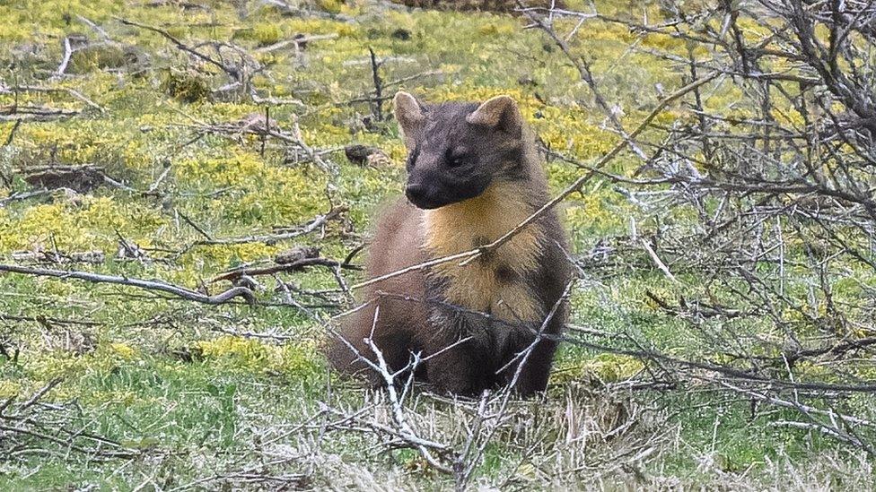 Pine marten pictured at Spurn National Nature Reserve