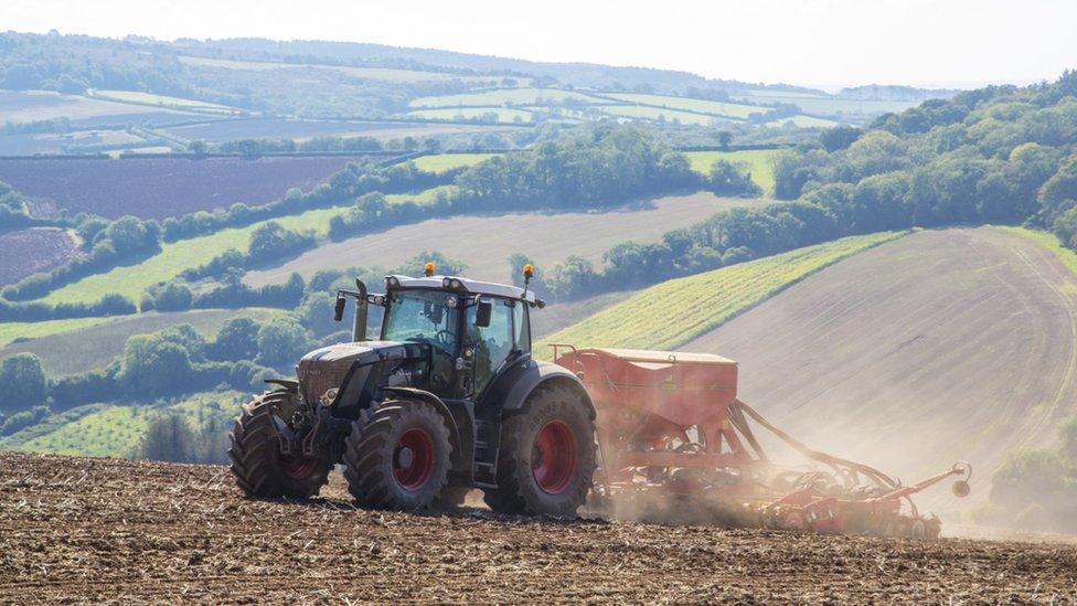 Wheat being drilled in a field in Ashcombe, Devon