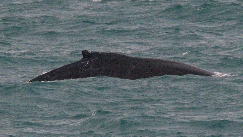 Humpback whale