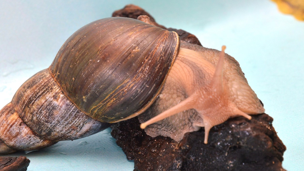 giant-African-land-snail-florida