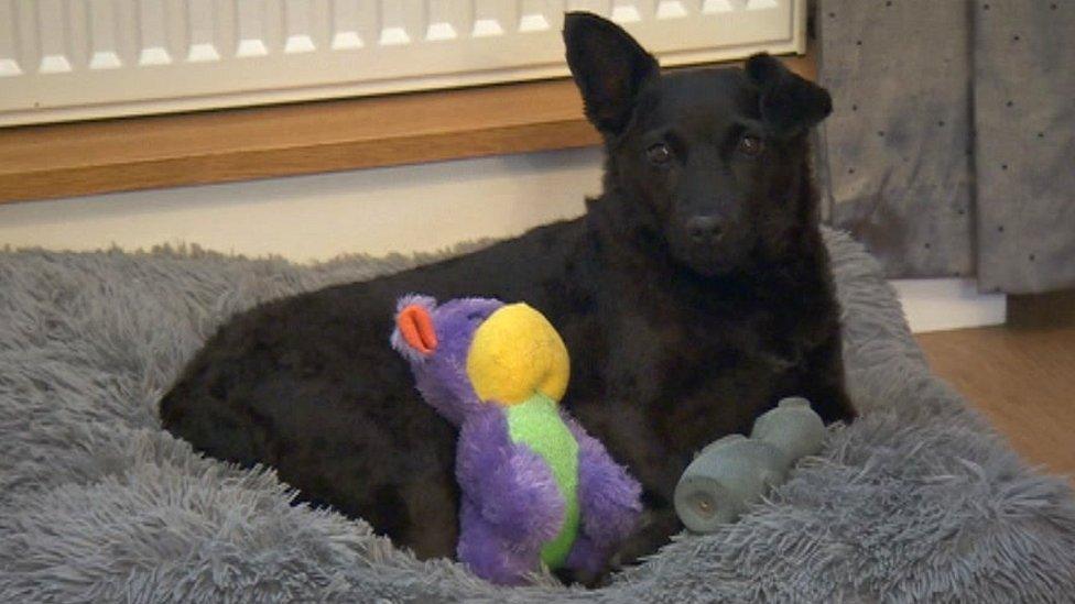 Black Patterdale Terrier