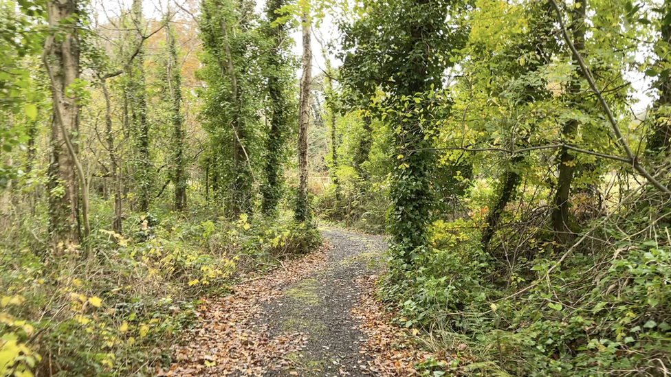 Chris Hall's woodland in Sandygate