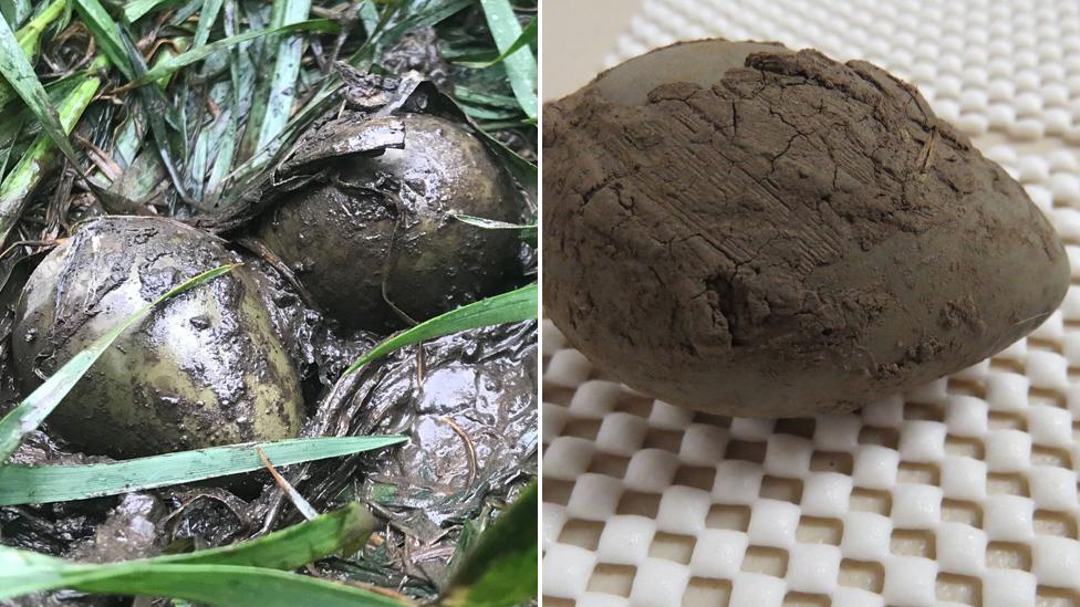 Godwit eggs