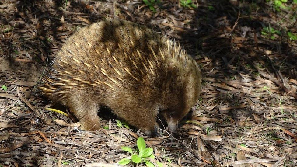 An echidna in the wild