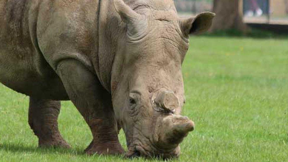 Mikumi, southern white rhino at Whipsnade Zoo