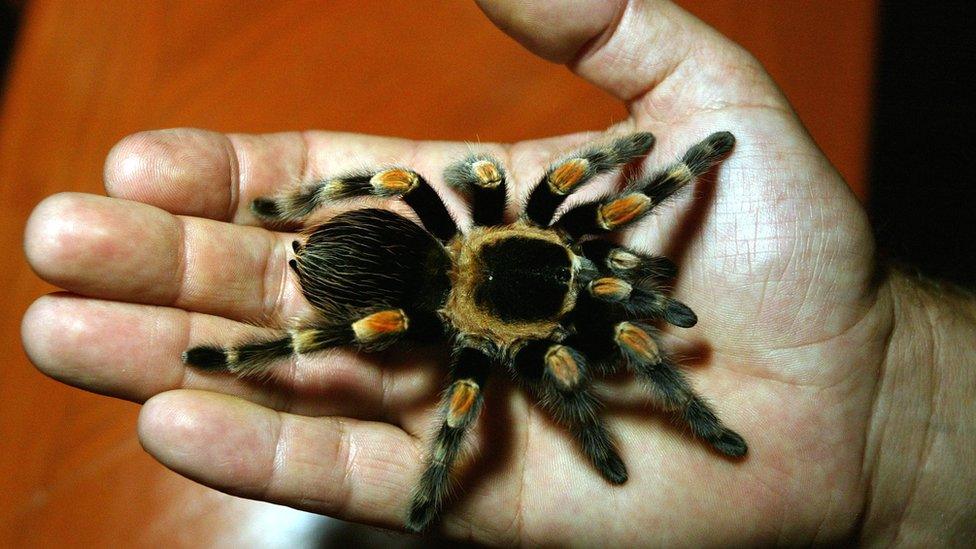 Tarantula