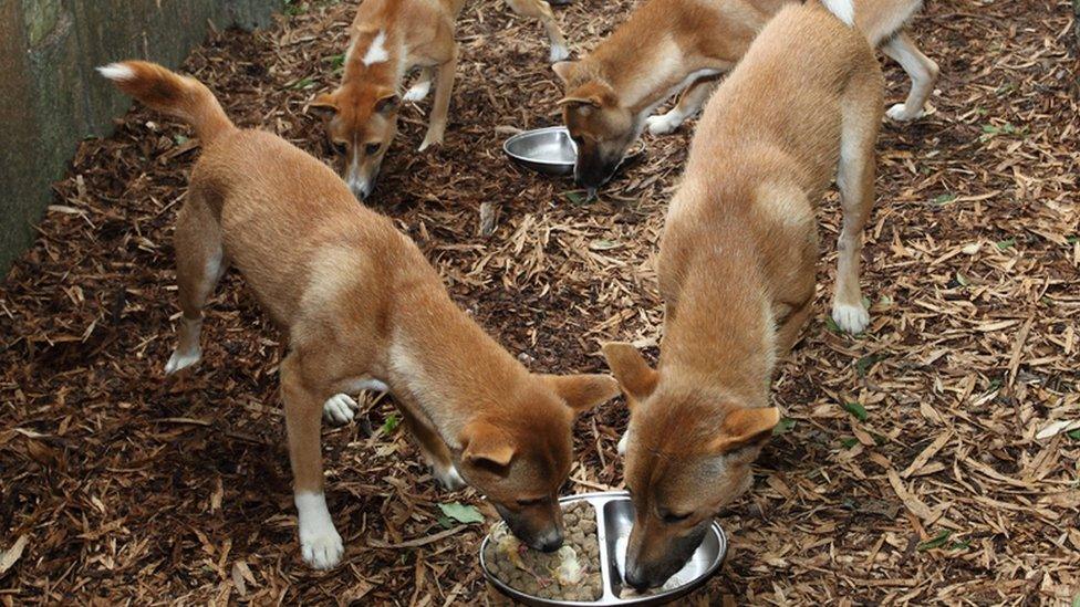 Five New Guinea Singing Dogs