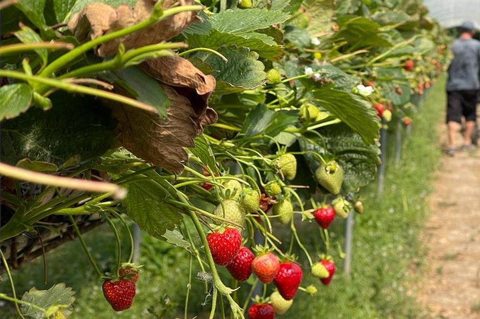 Strawberries growing