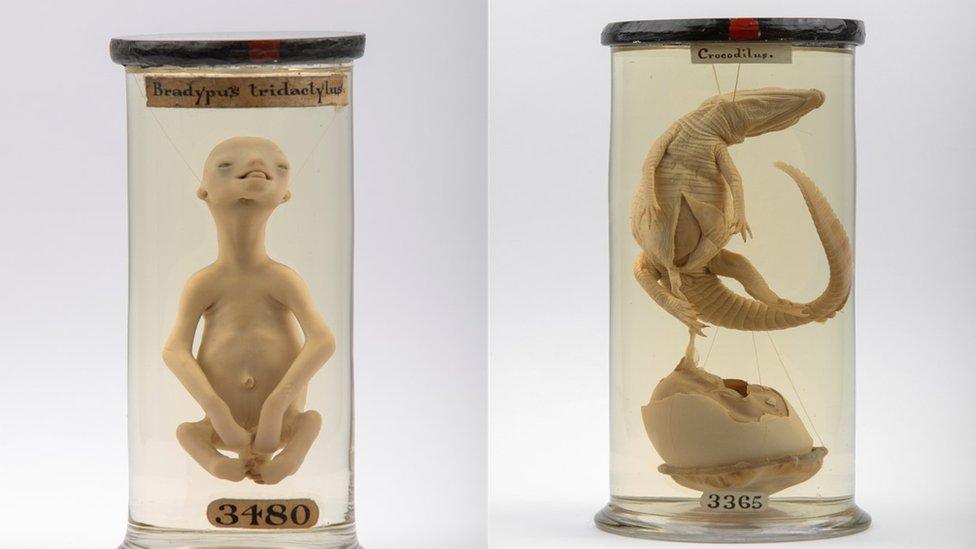 sloth foetus in a jar and a crocodile in a jar