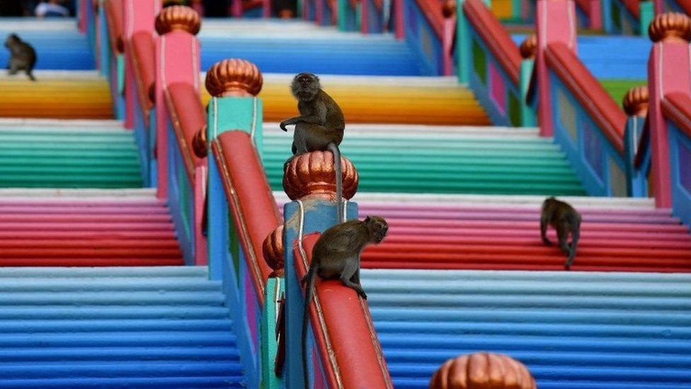 Monkeys climb the banisters at Malaysia's Batu Caves complex