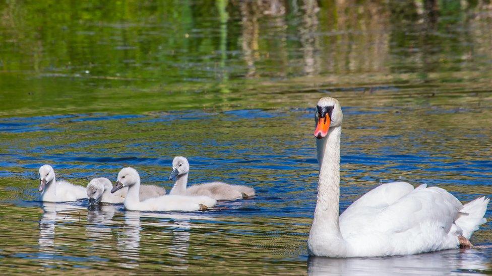 Mute Swans