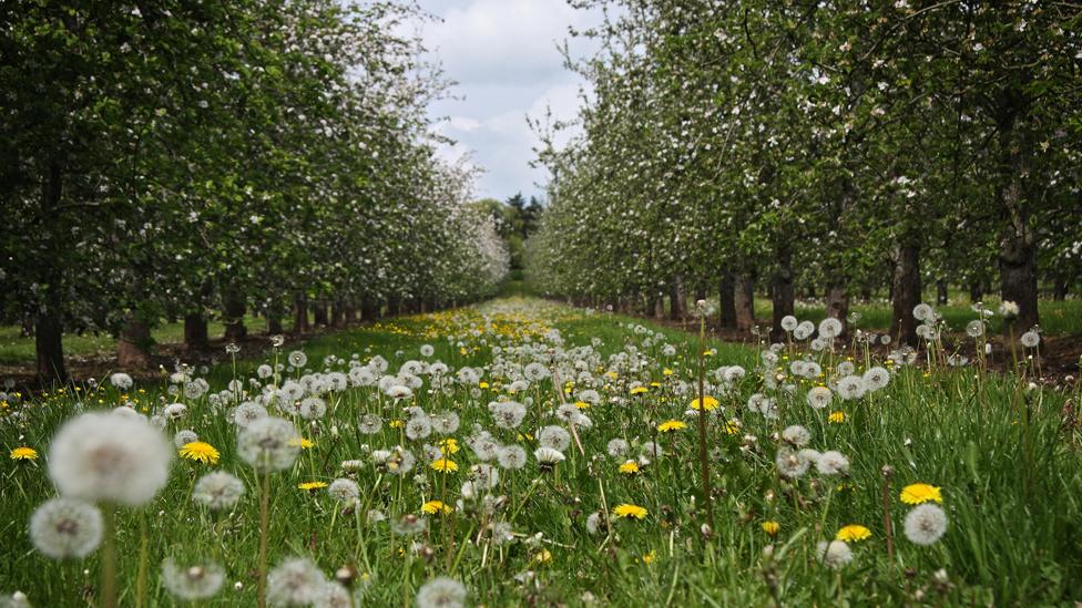 Pear orchard