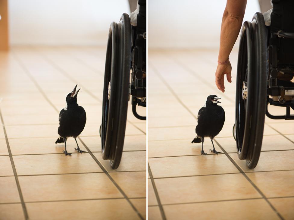 Penguin next to Sam's wheelchair