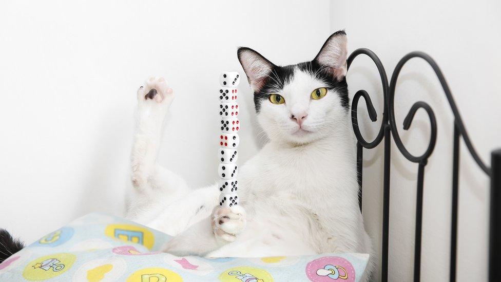 Bibi, with dice balanced on a paw