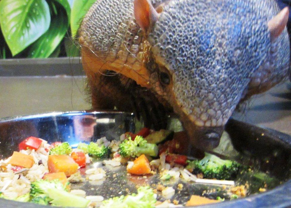 Gretel eating her veggies.