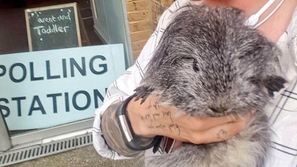 Guinea pig held by owner outside polling station sign