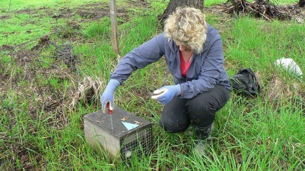 A conservationist lays a predator trap