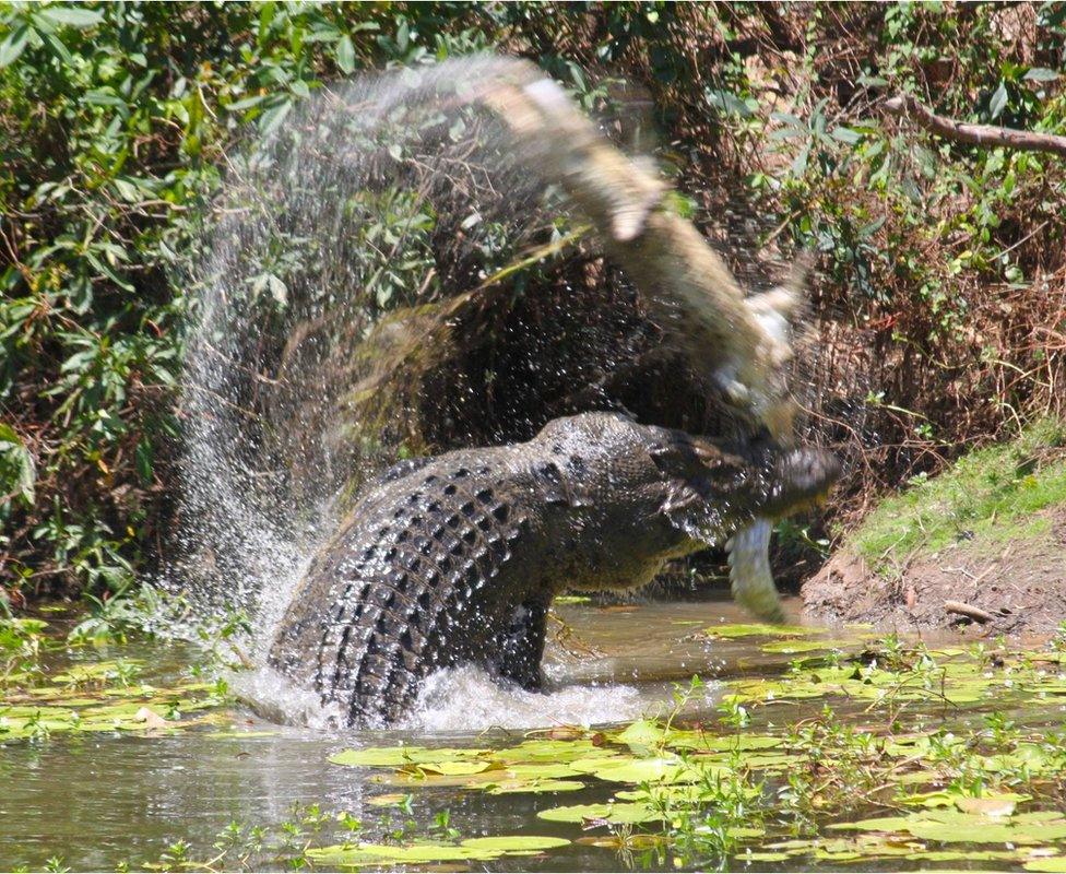 Crocodile swings another smaller crocodile by the tail in Rinyirru National Park