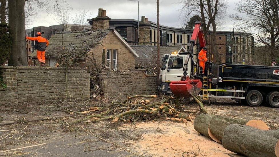 The tree on Endcliffe Vale Road