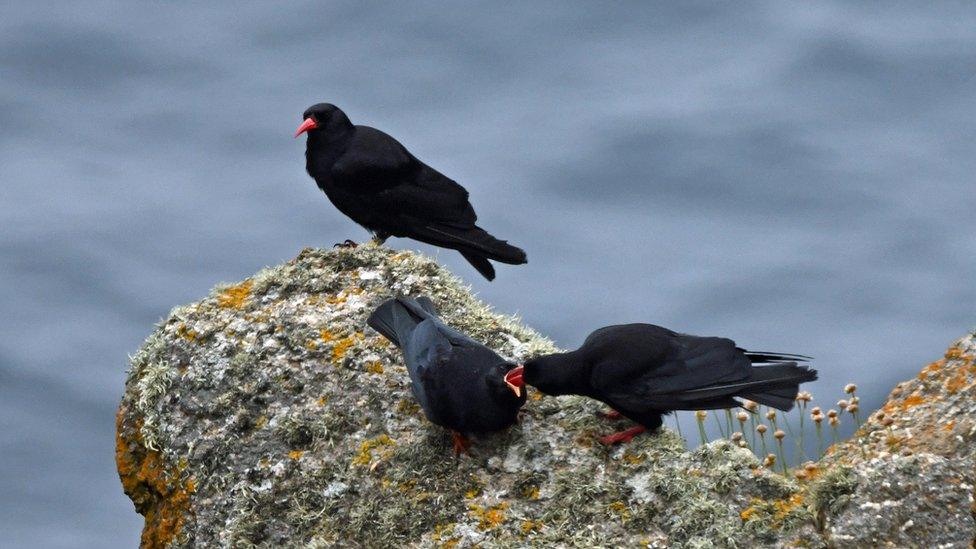 Cornish choughs