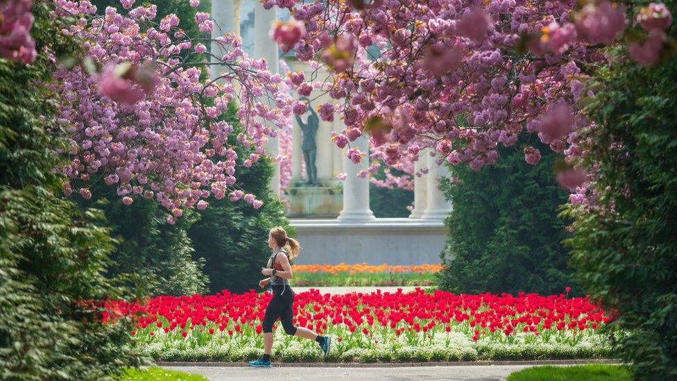 Woman runs by cherry blossoms in Cardiff