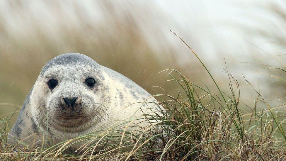 Seal at Blakeney Point