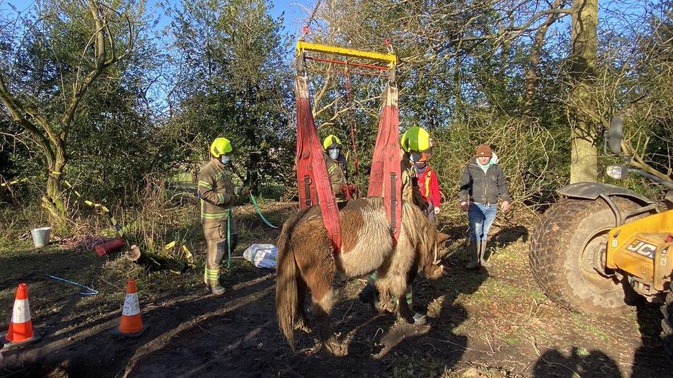 Pony rescued