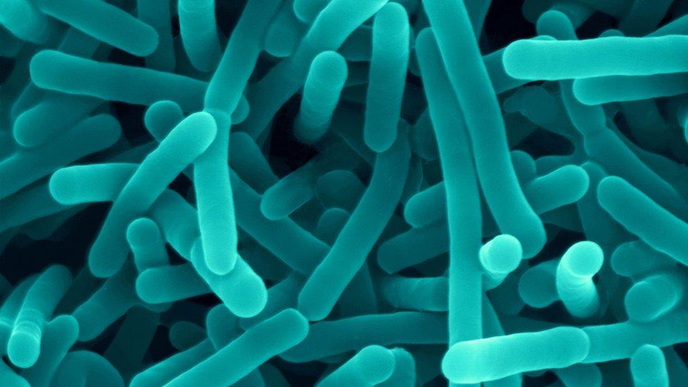 Listeria bacteria