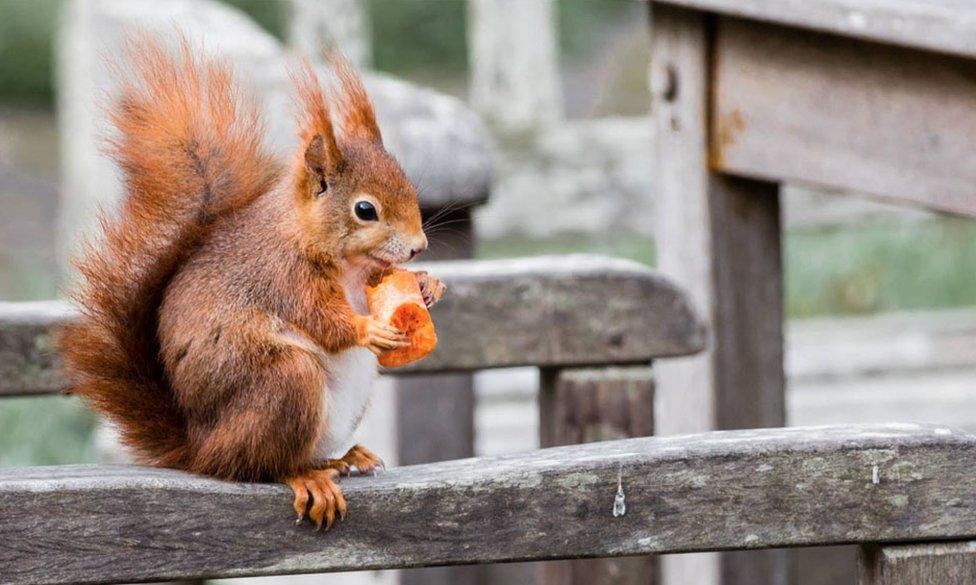 red squirrel on a chair