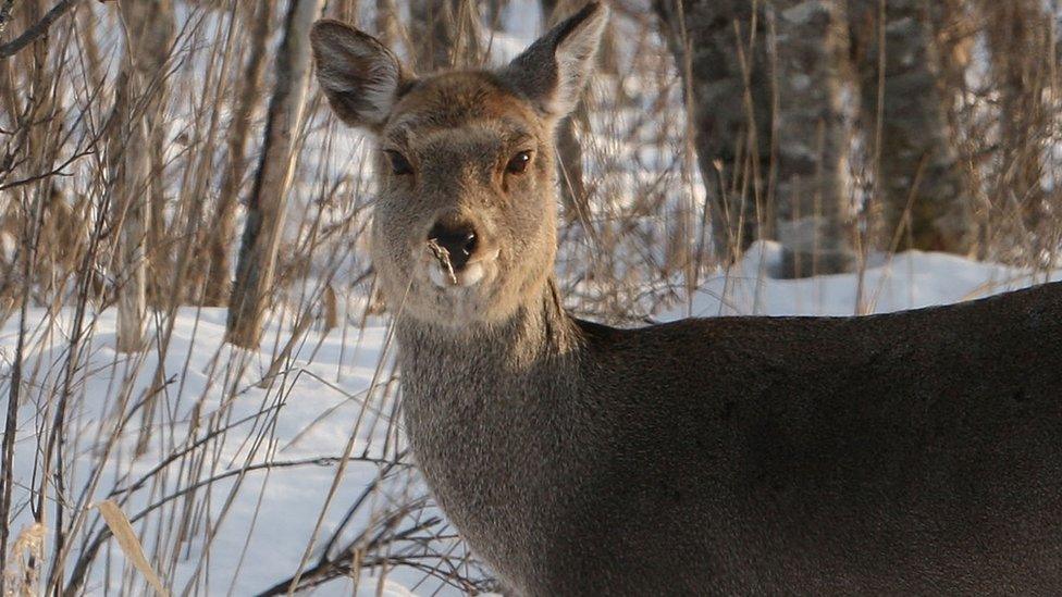 File image of a Japanese deer