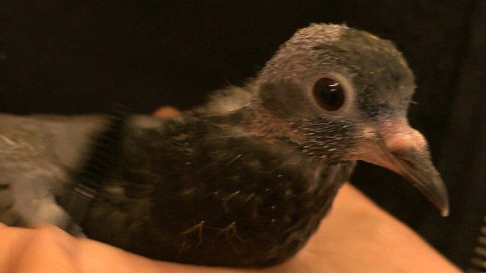 Pigeon being brushed