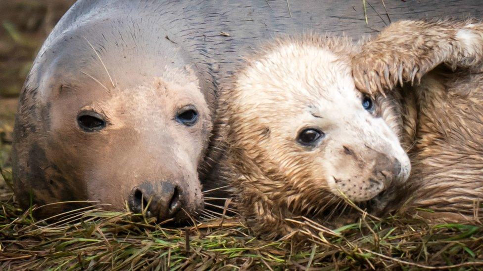 Baby seal and mother