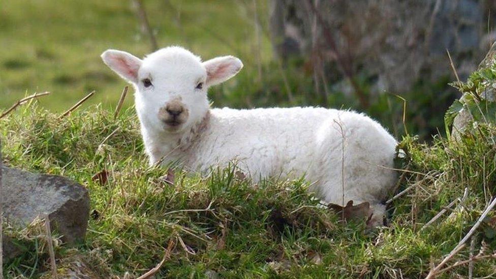 A spring lamb in Llanfairfechan