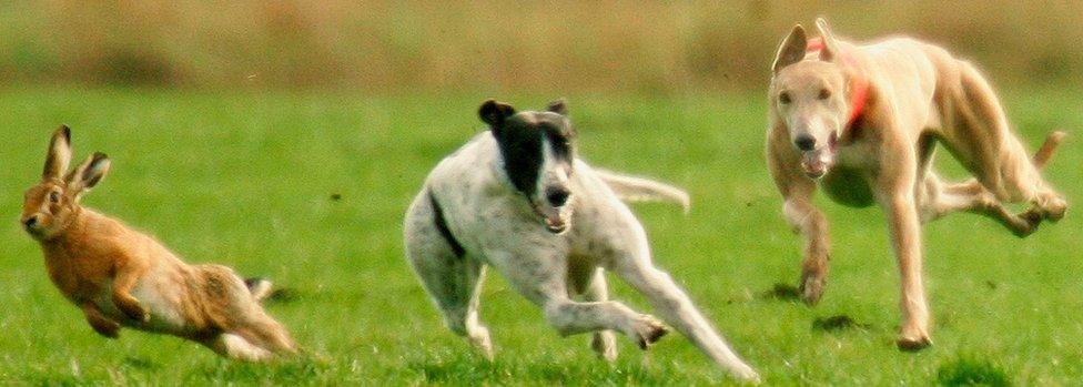 Greyhounds chasing a hare