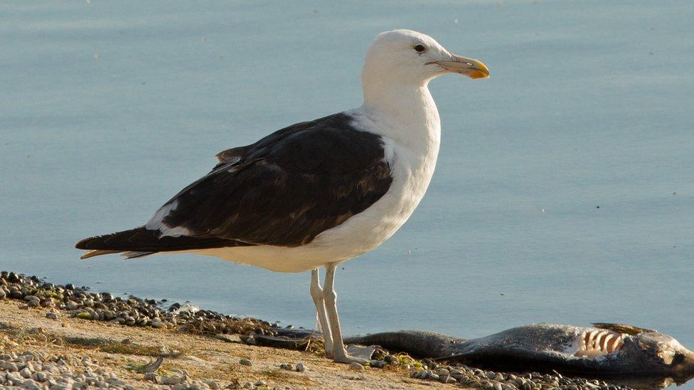 Kelp gull at Grafham Water, Cambridgeshire