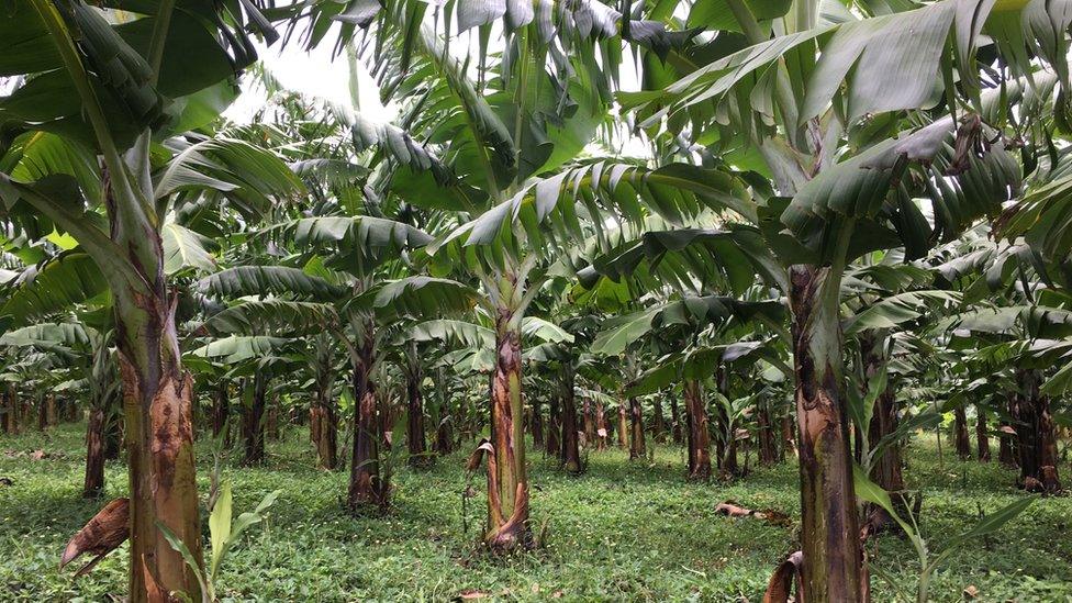 Formosana banana trees