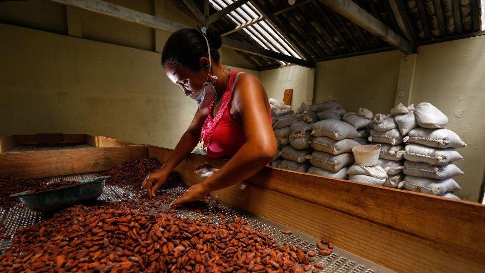 woman-sorting-through-cocoa-beans-in-brazil