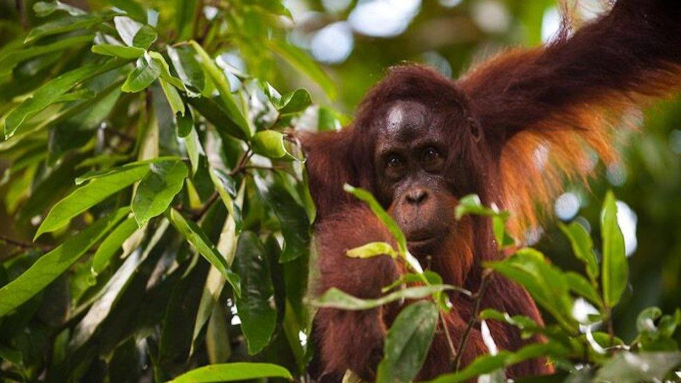 Bornean orangutan (c) Voigt et al