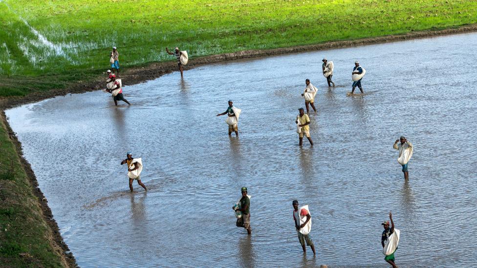 People harvesting rice in Guyana