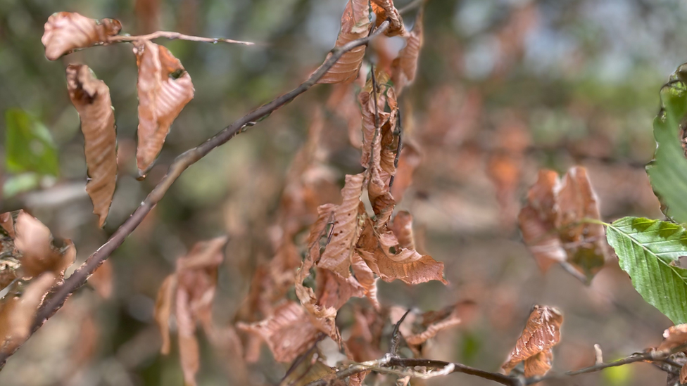 Dead leaves on a tree at Norfolk farm