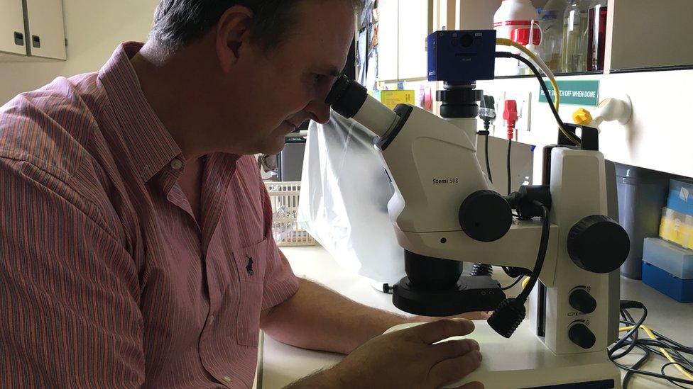 Altus Veljoen looking at banana fungus