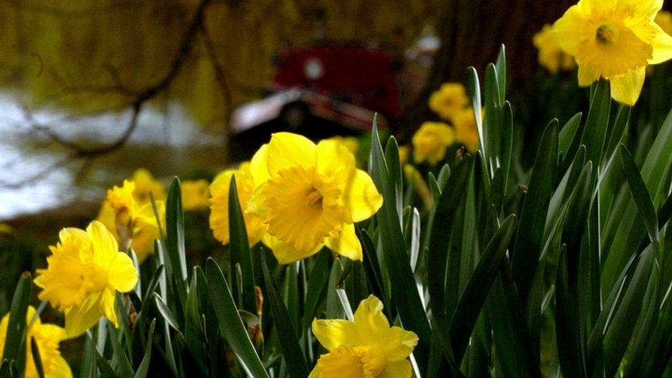 Daffodils