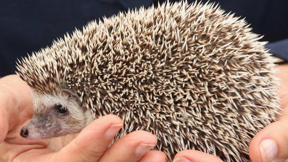 Undated file photo of a hedgehog.