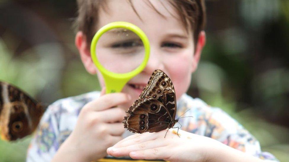 Boy with a butterfly