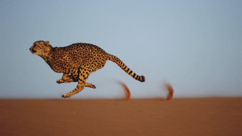 Cheetah running