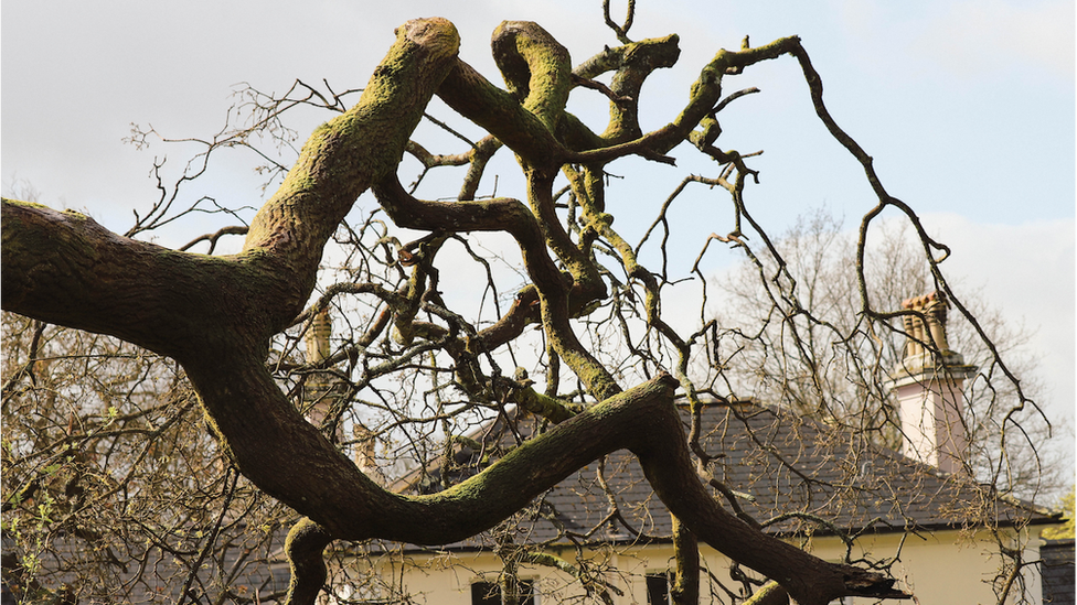 The Lucombe oak on its side