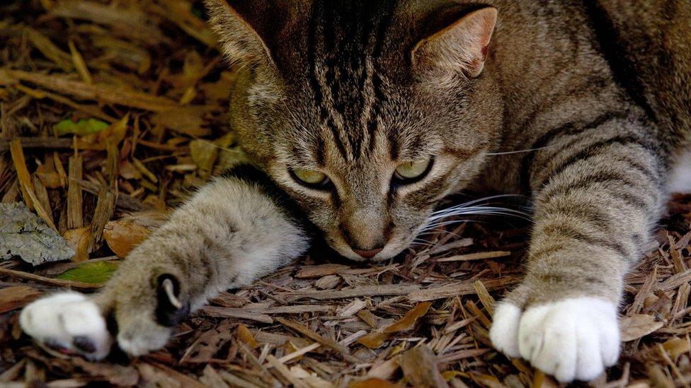 A six-toed cat, one of many that reside at the home of author Ernest Hemingway, in Key West, Florida, 18 February 2017