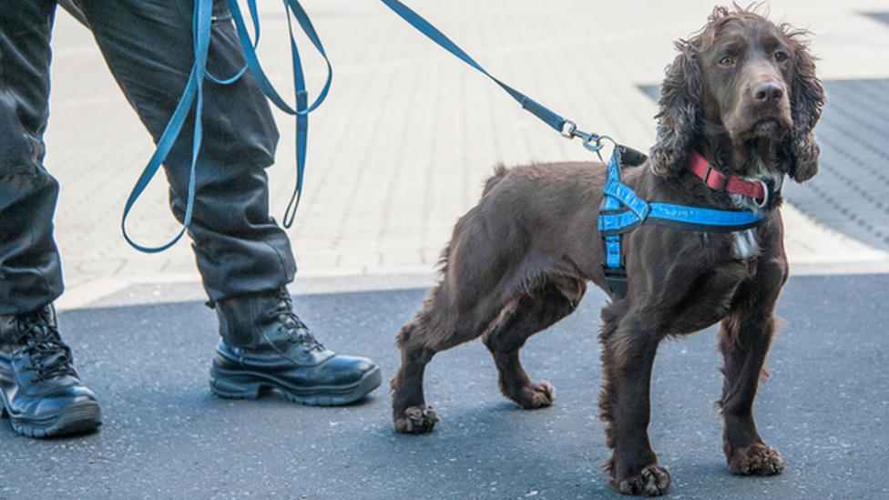 Drug dog Gizmo