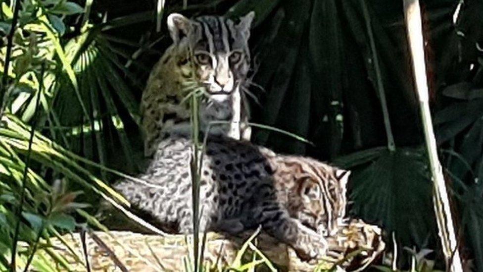 Fishing cat Freya with new baby